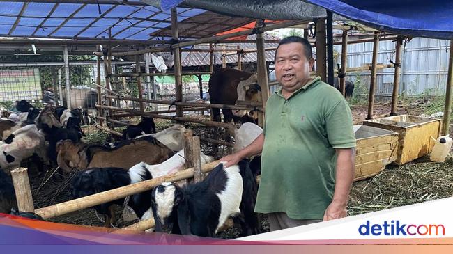 Keluh Pedagang Hewan Kurban di Depok Sepi Pembeli Jelang Idul Adha