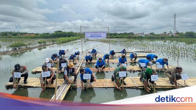 PNM Hijaukan Indonesia Lewat Penanaman Pohon-Pelestarian Terumbu Karang