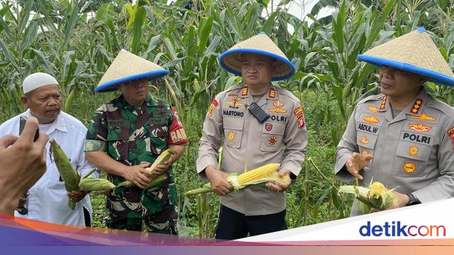 Polres Depok Dukung Ketahanan Pangan, Panen 2 Ton Jagung