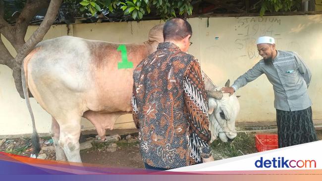 Pramono Kurban Sapi 1,1 Ton di Tambora: Ini XXL, Semoga Bermanfaat