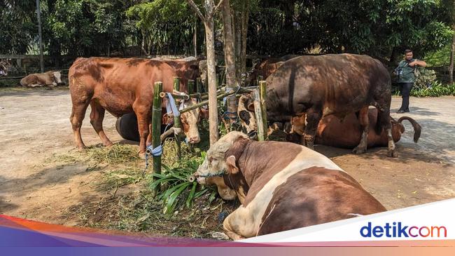 Prabowo Bagikan 58 Sapi Kurban di Babakan Madang Bogor, Setiap RW Dapat