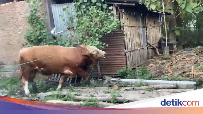 Sapi Kurban Lepas Nyelonong ke Dapur Rumah Warga di Klaten