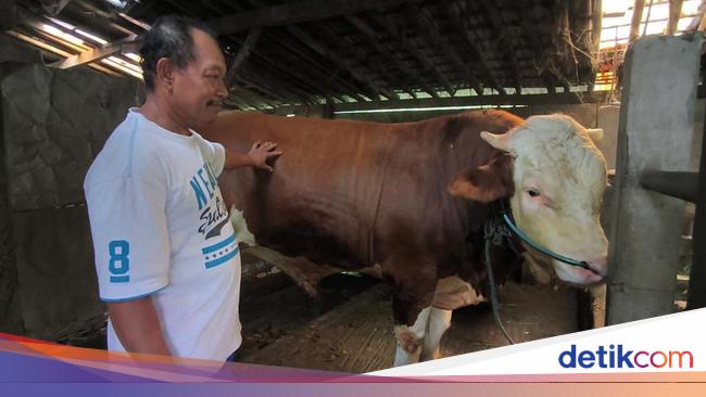 Sapi Kurban Prabowo-Gibran di Istiqlal Disembelih Besok untuk 2.000 Anak Yatim