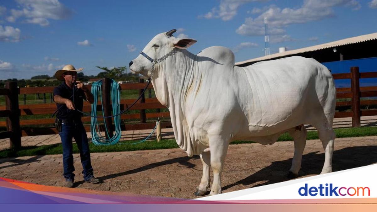 Sapi Termahal Dunia Ada di Brasil, Harganya Rp 65 Miliar