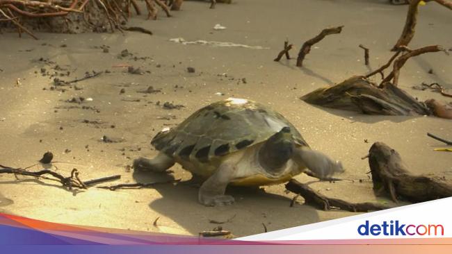 Usaha Menyelamatkan Tuntong Laut, Spesies Langka yang Terancam Punah