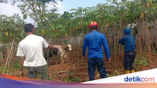 Sapi Ngamuk Kejar Warga Saat Akan Disembelih di Bogor, Dua Orang Luka Ringan