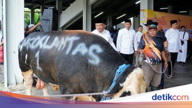 Hari Raya Idul Adha, Korlantas Polri Kurban 56 Sapi dan 16 Kambing