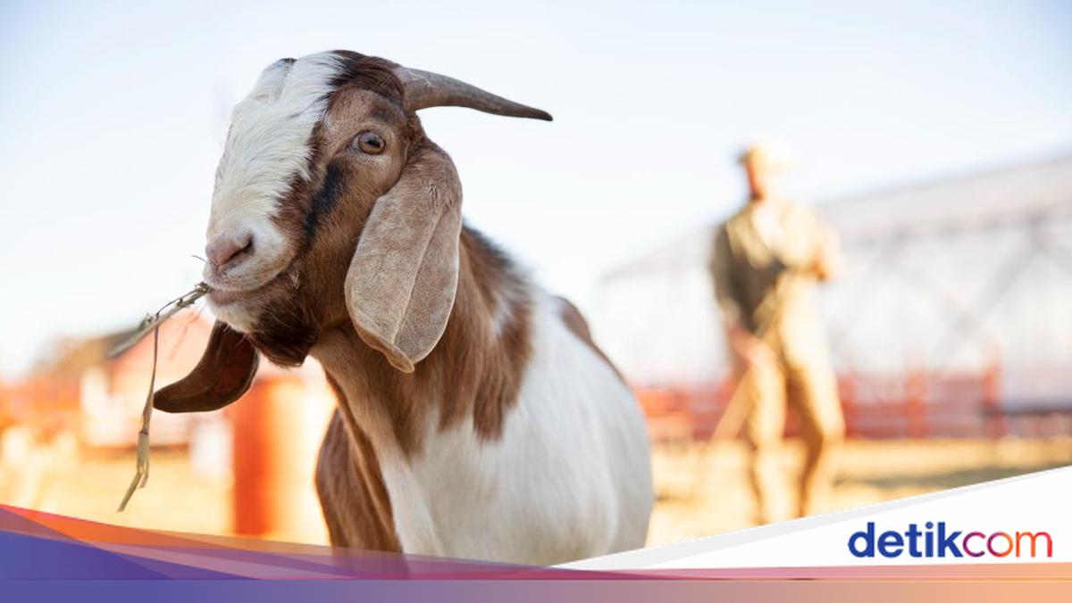 Kurban jadi salah satu ibadah yang disyariatkan ketika Idul Adha. Bolehkah kurban satu kambing untuk sekeluarga??

Via: @detikHikmah