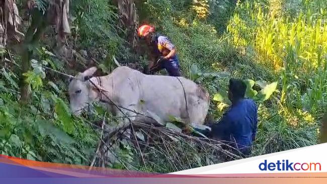 Sapi Kurban di Klaten Kabur, Berakhir Disembelih Warga di Sawah