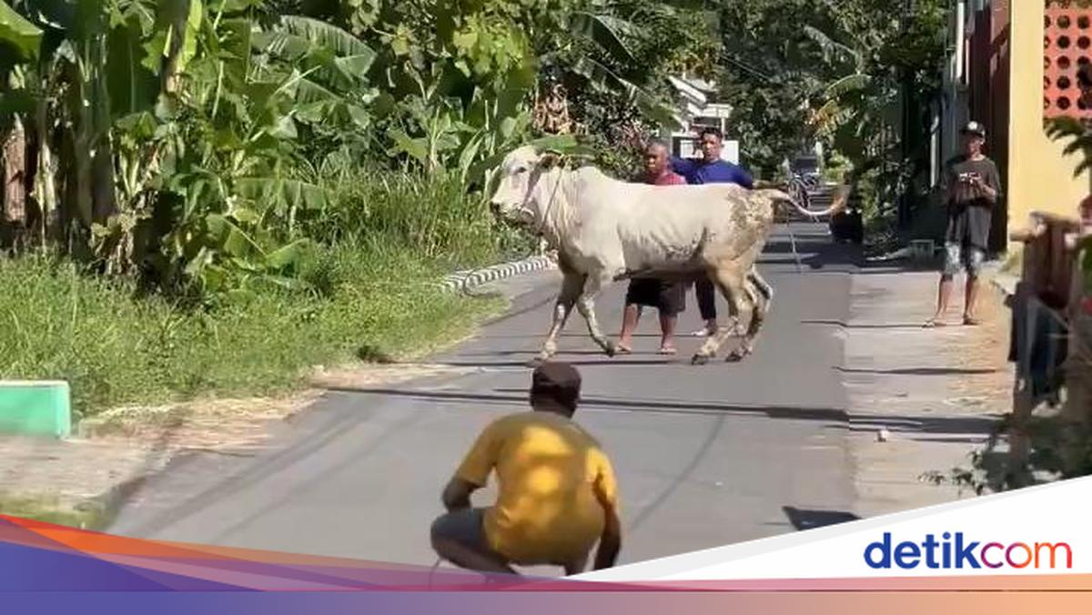Sapi Kurban di Banguntapan Bantul Lepas, Tertangkap Usai Dipancing Sapi ...