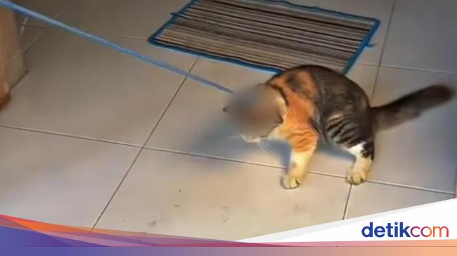 Remaja Tulungagung Bikin Geram! Kucing Diseret, Parodi Kurban Viral!
