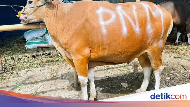 Rayakan Idul Adha &amp; HUT Ke-26, PNM Sedekah Kurban di 26 Titik