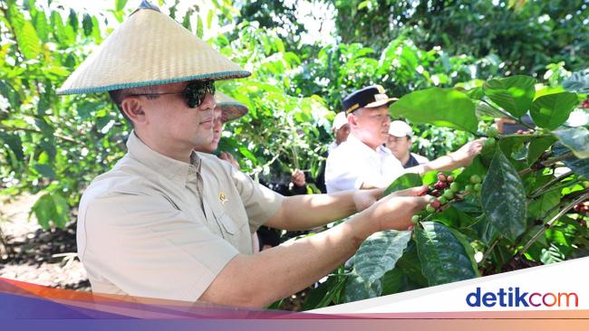 Punya Potensi Kopi, Kawasan Lembantongoa Siap Jadi Pusat Ekonomi Baru