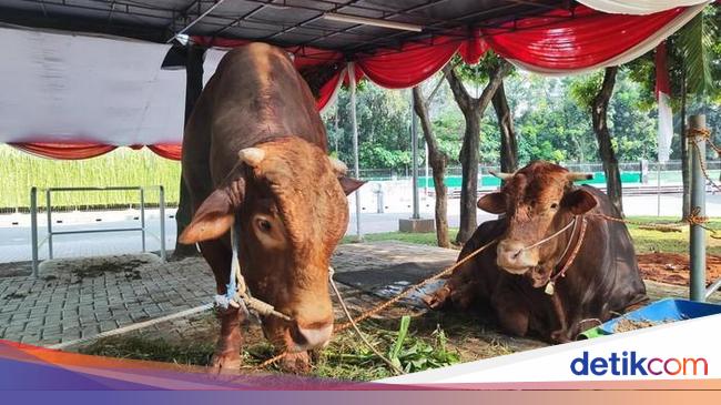 Prabowo Sumbang 578 Sapi Kurban, Disebar ke Seluruh Kabupaten/Kota