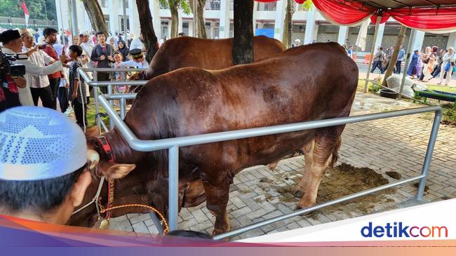 Polres Priok Serahkan Puluhan Hewan Kurban: Silaturahmi Baik, Kamtibmas Kondusif