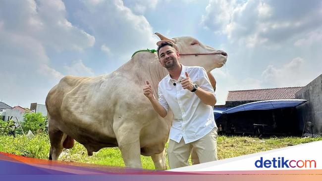 Raffi Ahmad Kurban 22 Sapi dan 90 Domba