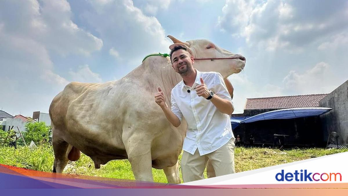 Ahmad Sapi Raffi Ahmad Kurban 22 Sapi dan 90 Domba