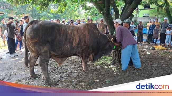 Prabowo Sumbang Sapi Kurban dari Peternak Lokal untuk Warga Kota Bogor