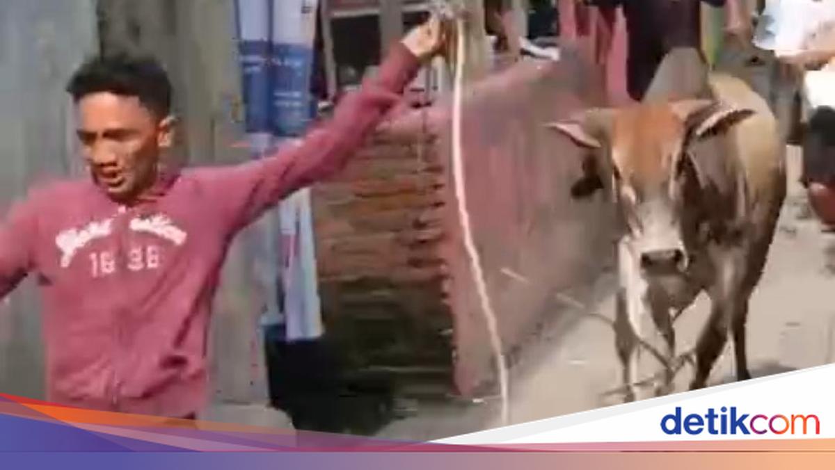 Viral Sapi Kurban di Belawan Kabur hingga Hampir Terjun ke Laut