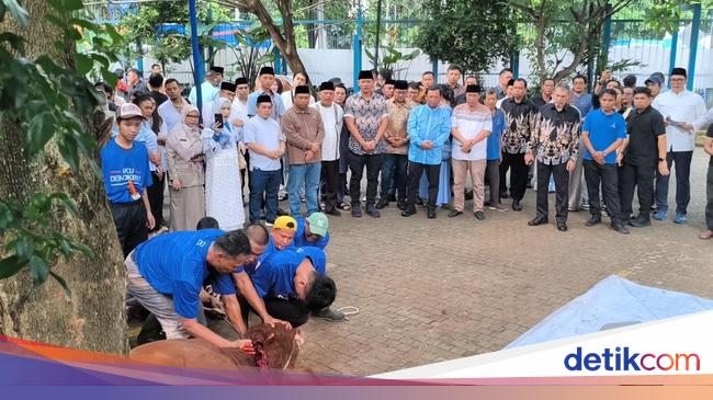AHY Serahkan Sapi Limosin Berat 1,2 Ton untuk Disembelih di DPP Demokrat