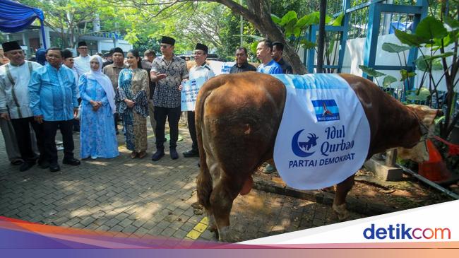 AHY Serahkan Sapi Limosin 1,2 Ton untuk Kurban