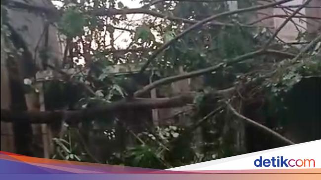 6 Kejadian Pohon Tumbang di Depok, Rumah hingga Mobil Warga Tertimpa