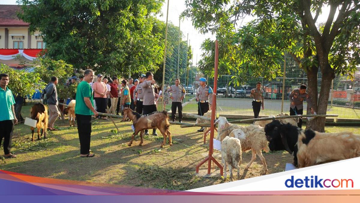 Berapa Minimal Usia Domba, Kambing dan Sapi yang Sah untuk Kurban?