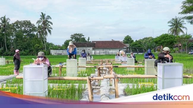Dukung Ketahanan Pangan, Pemkab Banyuwangi Kembangkan Beras Biofortifikasi