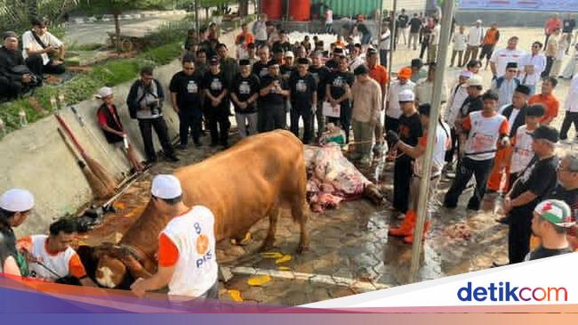 PKS Sembelih 4.294 Sapi dan 5.453 Kambing Kurban, Akan Dibagi ke Masyarakat