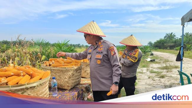 Produksi Jagung RI Diprediksi Melimpah