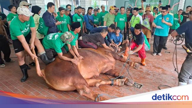 Momen Penyembelihan Sapi Kurban Prabowo dan Gibran di Masjid Istiqlal