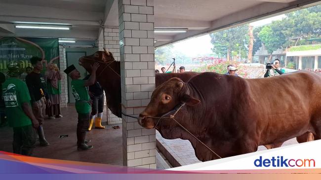 Apakah Panitia Kurban Boleh Makan Daging Kurban? Simak Hukumnya!