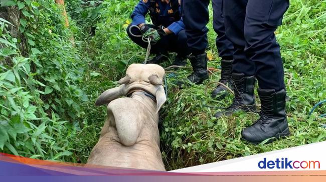 Sapi Kurban Lepas Masuk Parit di Depok, Damkar Turun Tangan Evakuasi