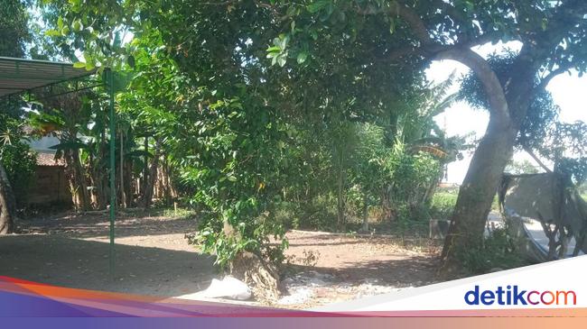Sapi di Klaten Viral Berdiri Lagi Usai Disembelih, Ini Penyebabnya