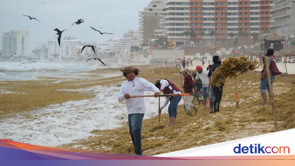 Turpave Rumput Rumput Laut Serbu Pantai Cancun, Pekerja Berjuang Bersihkan Garis Pantai