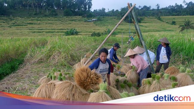 Pupuknya Disebar Lewat Drone, Padi Beras Merah Kini Dipanen