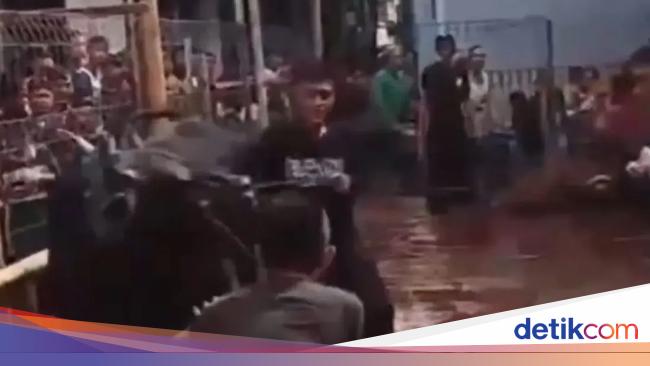 Sapi Kurban Ngamuk di Jaktim, Lukai 3 Orang hingga Rusak Motor Warga