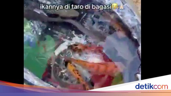 Gokil Abis Yamaha Gear 125 Disulap Jadi Markas Mancing Portable