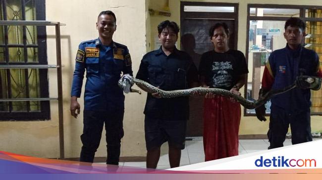 Ular Sanca 2 Meter Muncul di Kamar Tidur Warga Bogor, Damkar Turun Tangan