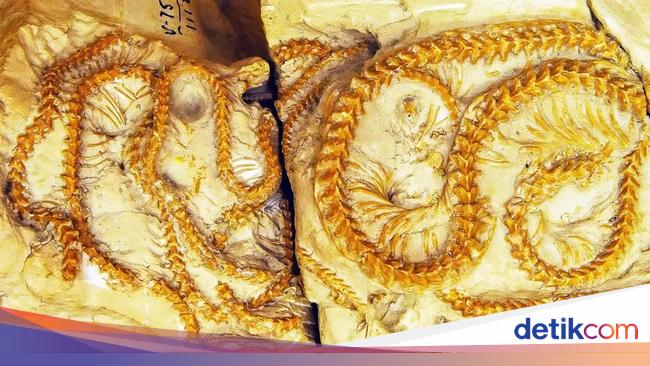 Fosil Ular Berumur 38 Juta Tahun Ubah Pemahaman Evolusi