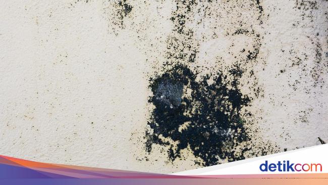 Jamur Hitam: Penyebab, Cara Menghilangkan, dan Bahaya Kesehatan yang Perlu Anda Waspadai