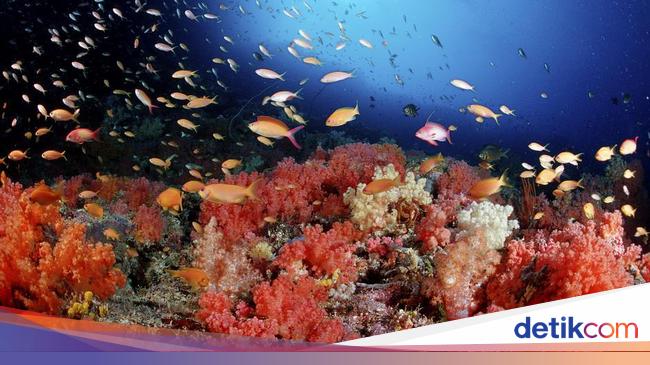 Lautan Dunia Sedang Tidak Baik-Baik Saja