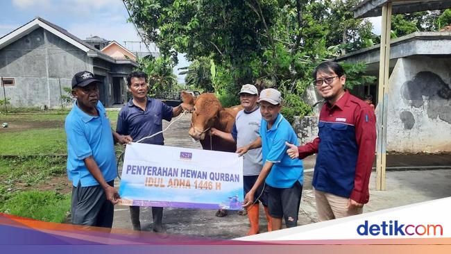 PLTU Cilacap &amp; Mitra Kerja Salurkan 37 Sapi-11 Kambing Kurban untuk Warga