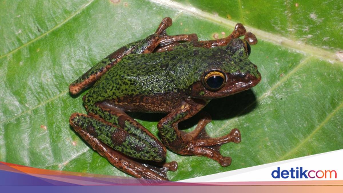 Peneliti BRIN Ungkap Spesies Baru Katak Pohon di Sulawesi, Satwa Endemik