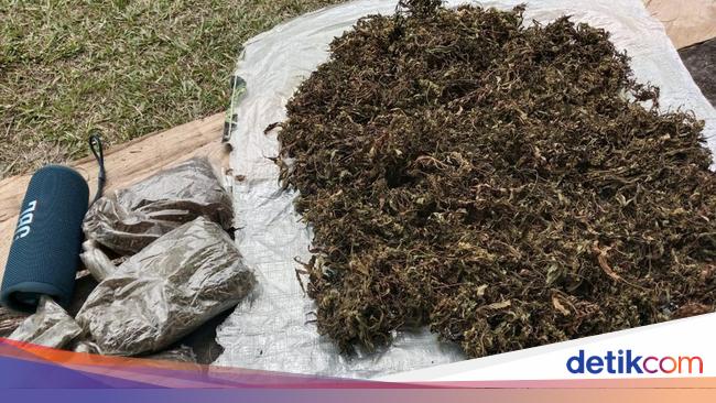 HP Egianus Kogoya Ditemukan, Terungkap KKB Punya Kebun Ganja untuk Beli Senpi
