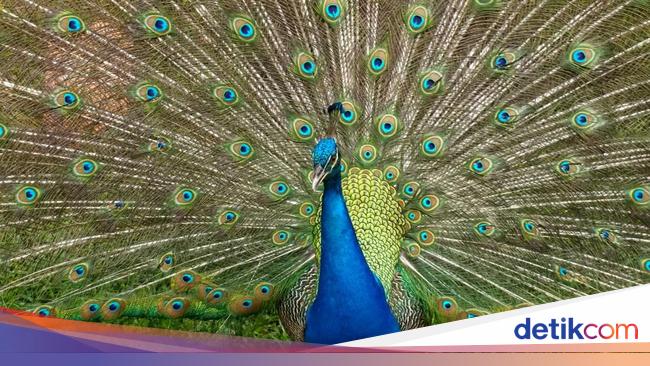 Ciamiknya Hasil Foto Huawei Nova 13 Pro, Warna Lebih Tajam