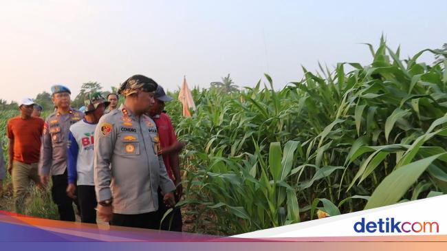 Polres Serang Ubah 22 Hektare Lahan Tidur di Kopo Jadi Areal Jagung