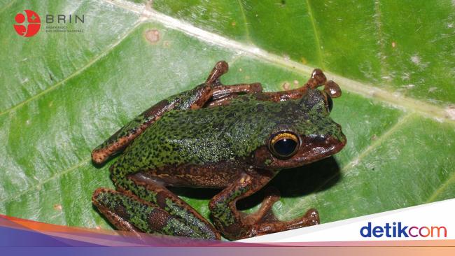 Spesies Baru Katak Pohon Ditemukan Sulawesi
