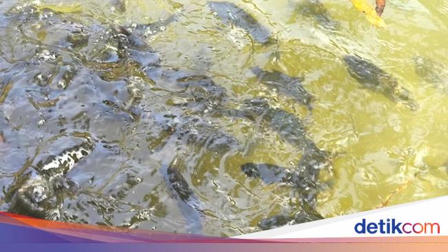 Mitos di Balik Ikan Dewa dari Kuningan, Konon Prajurit yang Dikutuk