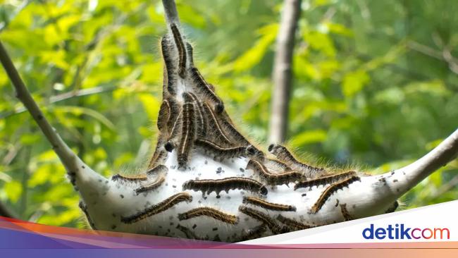 Wabah Ulat Mengerikan Pernah Melanda Inggris